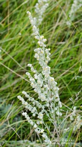 Prairie Wildflowers: Prairie Sage and Pasture Sage on Prairies (and ...