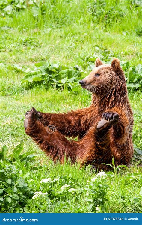 Funny Wild Brown Bear Yoga Practice Stock Photo - Image of gymnastic ...