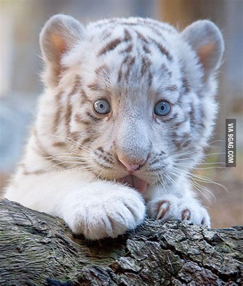 Albino baby tiger - 9GAG