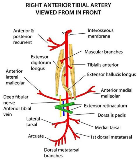 Pictures Of Anterior Tibial Artery