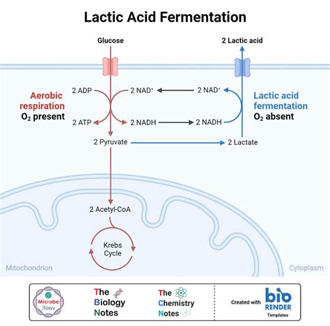 Anaerobic Respiration- Definition, Types, Steps, Equation, Products, Uses