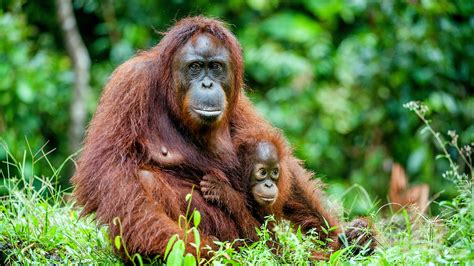 Australia Remastered: Nature's Great Divide : ABC iview