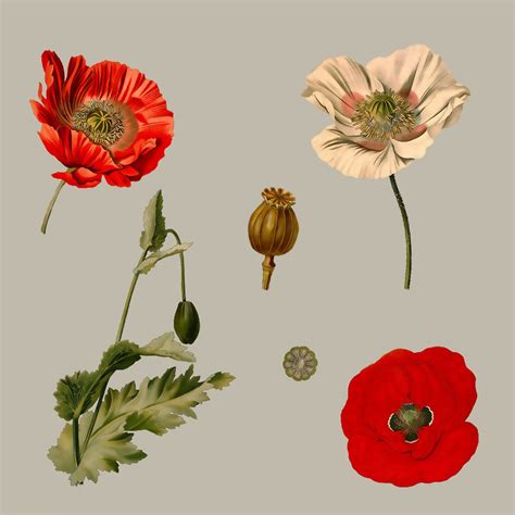 Poppy Flowers Illustration Free Stock Photo - Public Domain Pictures