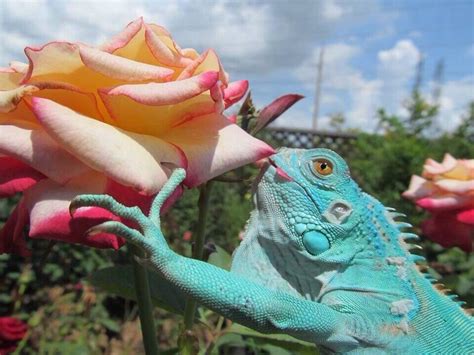 Blue Iguana Pet Price | Pets Animals US