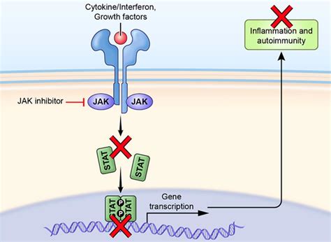 Pharmaceuticals | Free Full-Text | Jakinibs of All Trades: Inhibiting Cytokine Signaling in ...