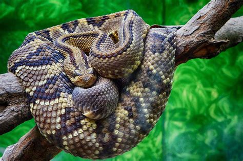 Download Reptile Snake Animal Rattlesnake 4k Ultra HD Wallpaper