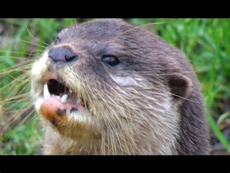 What does the otter say ? + more animal sounds - YouTube