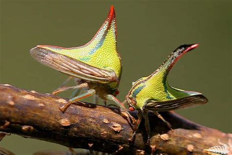 14 of the world’s weirdest insects | Explore | Awesome Activities & Fun ...