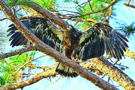 Eagle Fledgling II 2017 Photograph by Deborah Benoit - Fine Art America