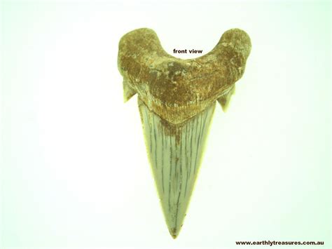 Fossilised Otodus Shark Tooth from Morocco Small Shark, Shark Tooth ...