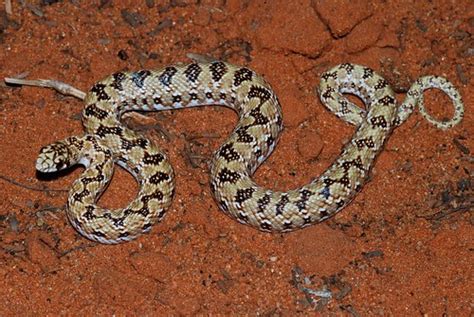 Mole Snake (Pseudaspis cana) juvenile | Auob River Bed, Kgal… | Flickr