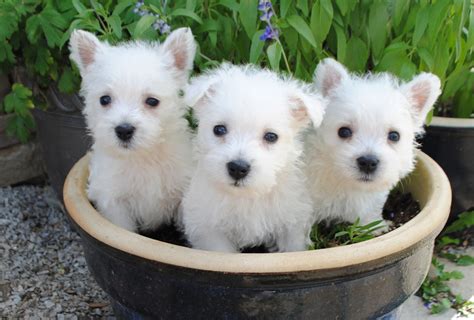 West Highland White Terrier Puppies For Sale | Colorado Springs, CO #197720