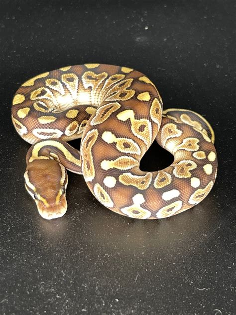 Lesser 100% Het Sunset Ball Python by Killey's Morphs - MorphMarket