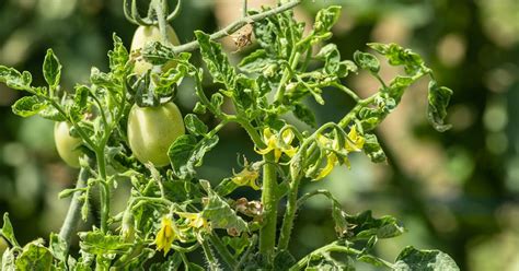 Why Are My Tomato Leaves Curling? - The Garden Magazine