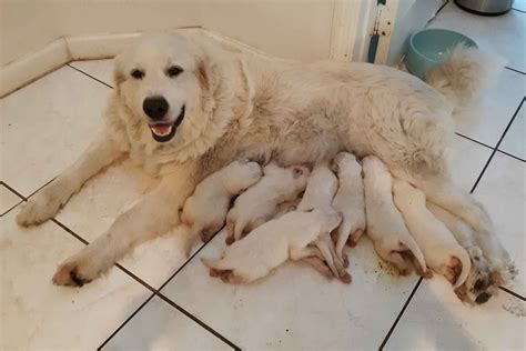 MINI WONDERS - Great Pyrenees Puppies For Sale - Born on 04/02/2021