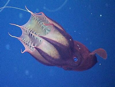 Species New to Science: [Cephalopoda • 2012] Vampyroteuthis' feeding behaviour | Vampire squid ...