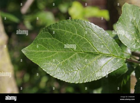 Plum (Prunus domestica) close-up of leaf, in garden, Suffolk, England ...