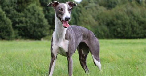 Whippet vs. Greyhound: What Are 8 Key Differences? - IMP WORLD