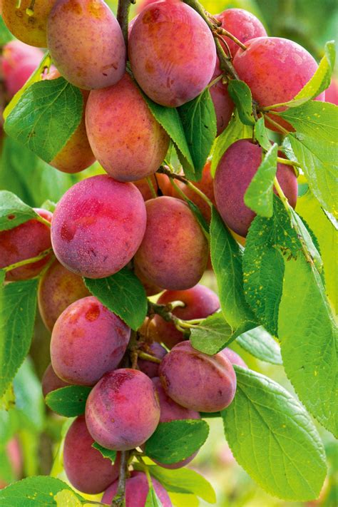 The ultimate guide to planting your own orchard: 'Getting it right is easy; sadly, so is getting ...