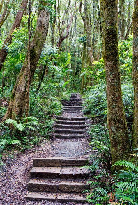 The 10 Best Springbrook National Park Walks: The Green Behind The Gold Coast | Western australia ...