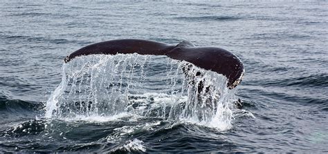 Humpback Whale Flukes Photograph by Jean Clark - Pixels