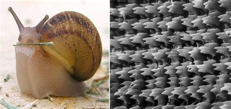 Do you know snails have a lot tiny "teeth"? Electron Microscope, Dental Health, Dental Care ...