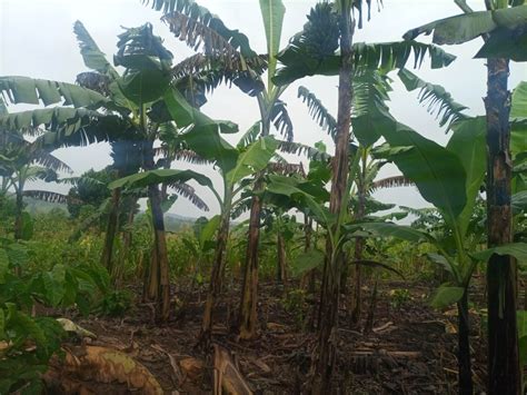 Banana Plantation – KASSANDA CHILDREN’S AID (KCA)