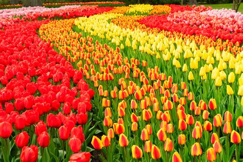 12 tips for visiting Keukenhof Gardens | Musement Blog