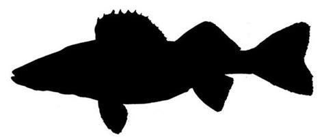 Collection of Walleye clipart | Free download best Walleye clipart on ClipArtMag.com