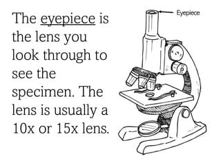 Parts of a Compound Microscope | PPT | Free Download