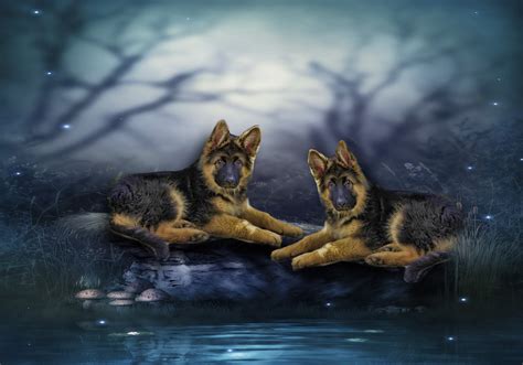Schäfer Dog Puppy Animal - Free image on Pixabay