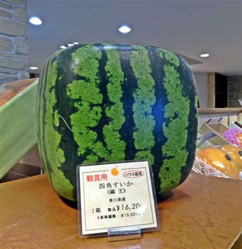 Square watermelon at Mitsukosi Department store Tokyo Japa… | Flickr