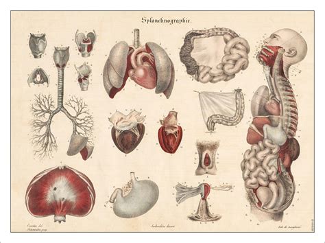 Internal Organs Illustration