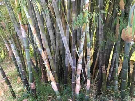 Edible Bamboo — Bamboo Plants For Sale — Oahu Bamboo Nursery | Bamboo ...