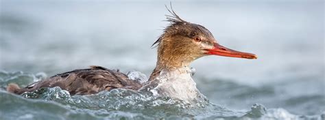 Red-breasted Merganser - American Bird Conservancy