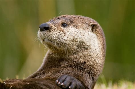 Otter Animal Wildlife Free Stock Photo - ISO Republic