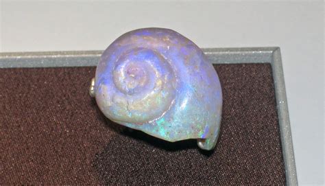 Opalized fossil gastropod (Australia) | Opalized fossil gast… | Flickr