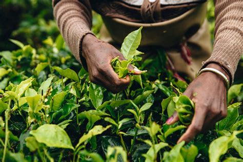 Why Hand-Plucked Tea is Superior to Machine-Plucked Tea