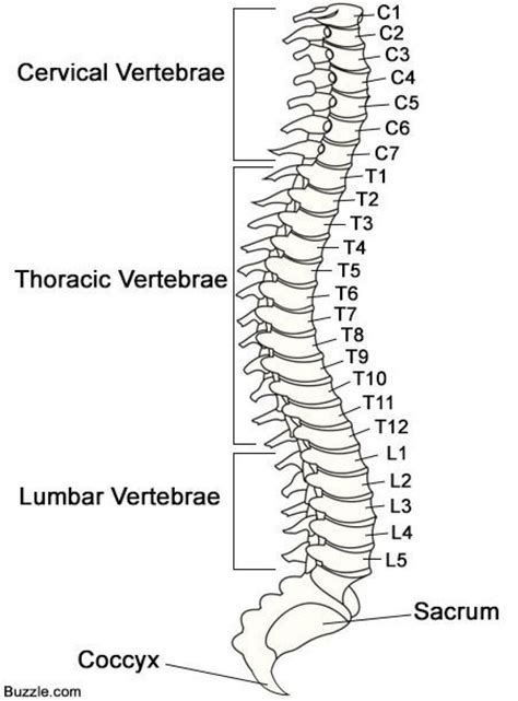 Vertebral Column Diagram | Quizlet