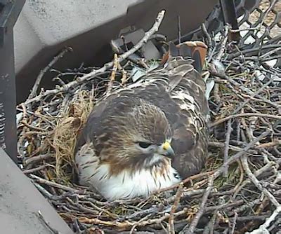 The Greenbelt: Red-tailed hawk nesting