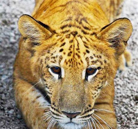 Liger Radar - A Ti-liger from a Female Liger and Male Tiger