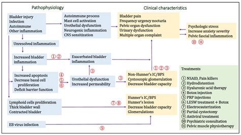 Clinical Guidelines For Interstitial Cystitis And