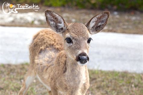 Where to See the Florida Key Deer | Trop Rockin