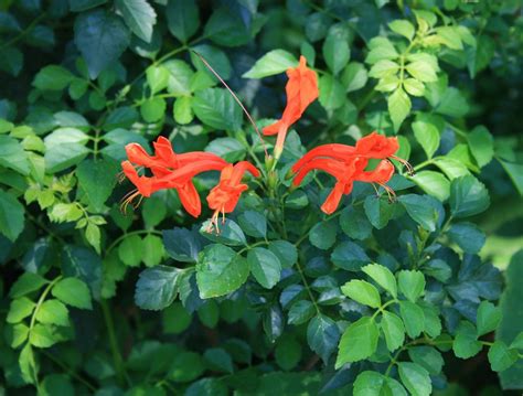 Flowering Vines That Will Grow Vigorously in Arizona - PlantNative.org