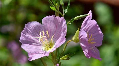 36 Texas Flowers With Pictures (Native and Non-Native) - Identification ...