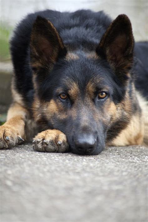 Sleeping German shepherd stock image. Image of laying - 52812945