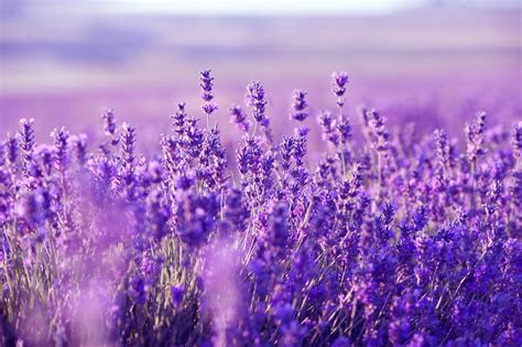 Lavender Picture – WeNeedFun