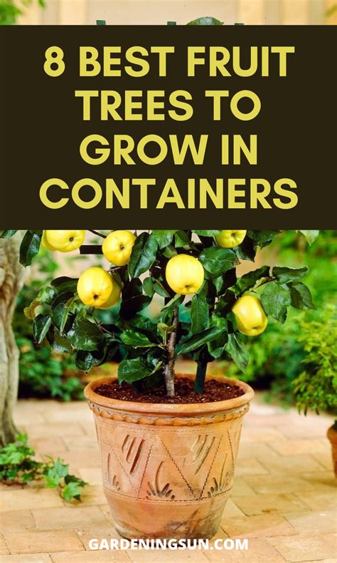 8 Best Fruit Trees to Grow in Containers | Fruit trees, Container herb ...