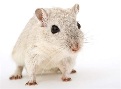 All Gerbil Colors And Patterns (With Pictures) - The Pet Savvy