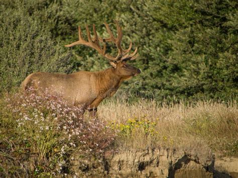 Roosevelt Bull Elk with Antlers Stock Image - Image of outdoor, deer ...